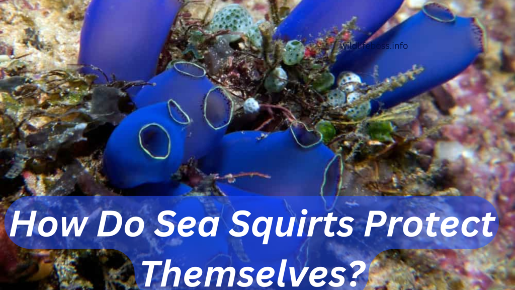 How Do Sea Squirts Protect Themselves?