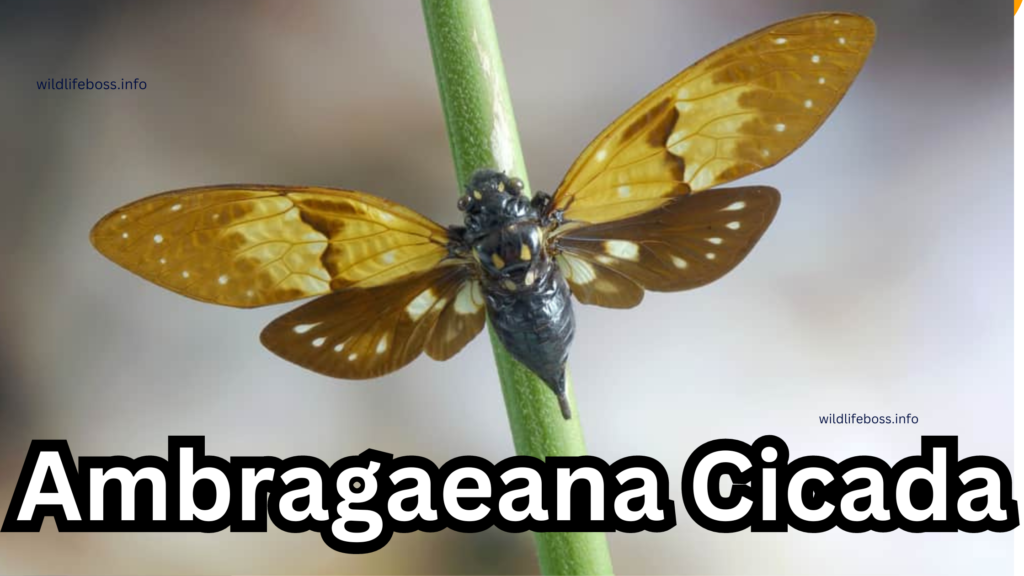 Ambragaeana Cicada