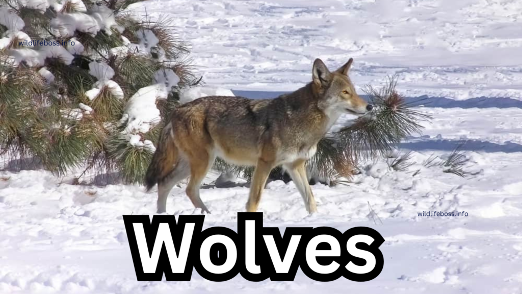 Wolves 