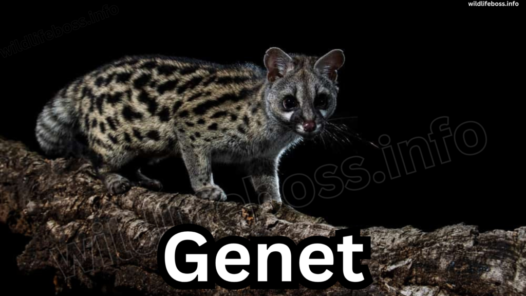 Genets are similar to hyenas