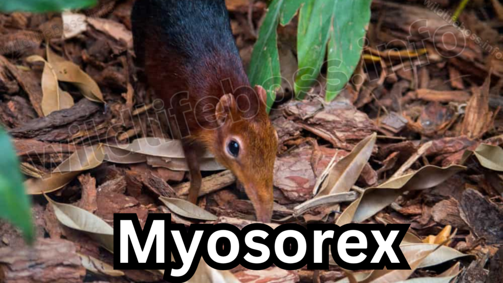 Myosorex (Forest Shrew)