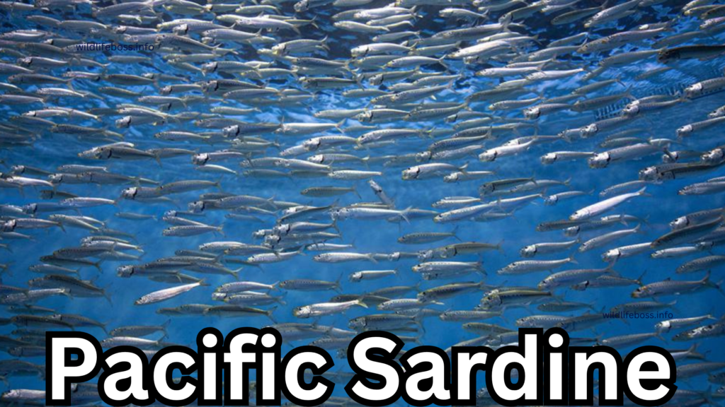 Pacific Sardine