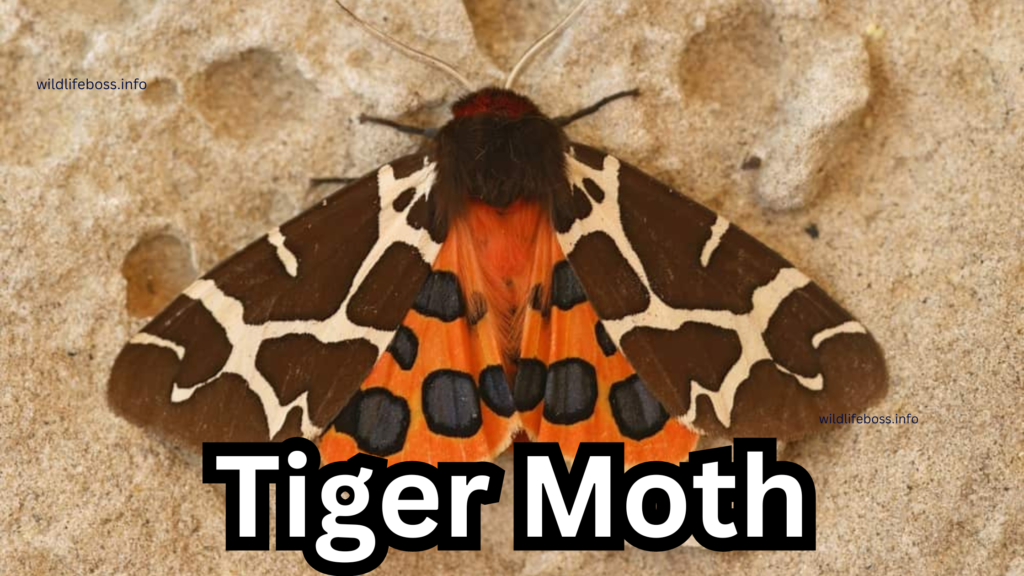 Tiger Moth