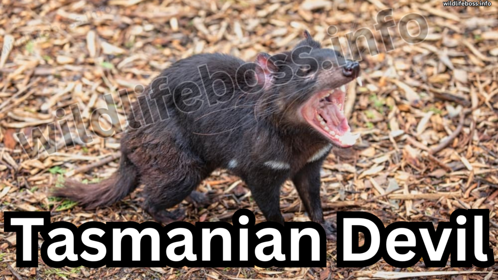 Tasmanian Devil