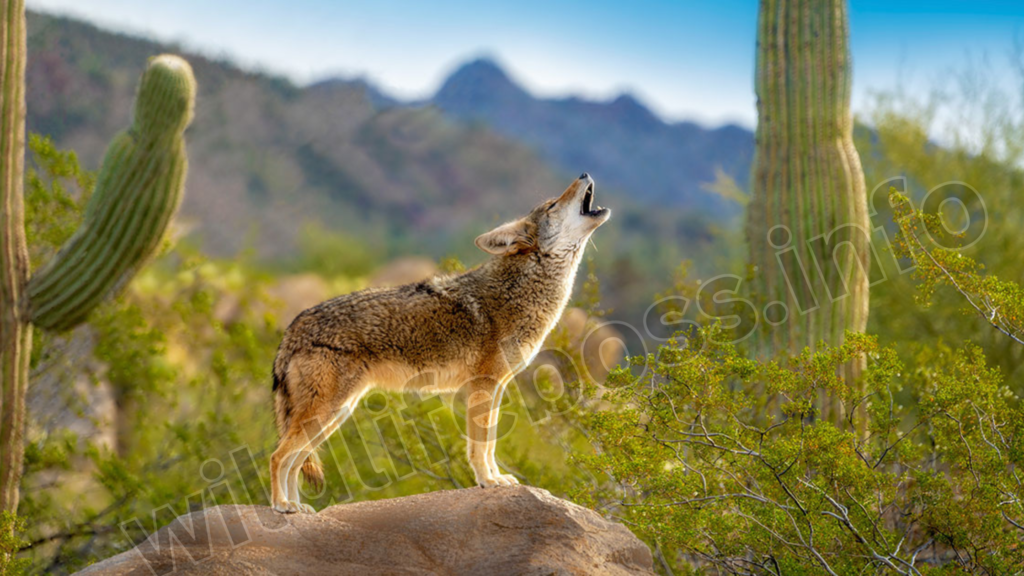 pitbull vs coyote