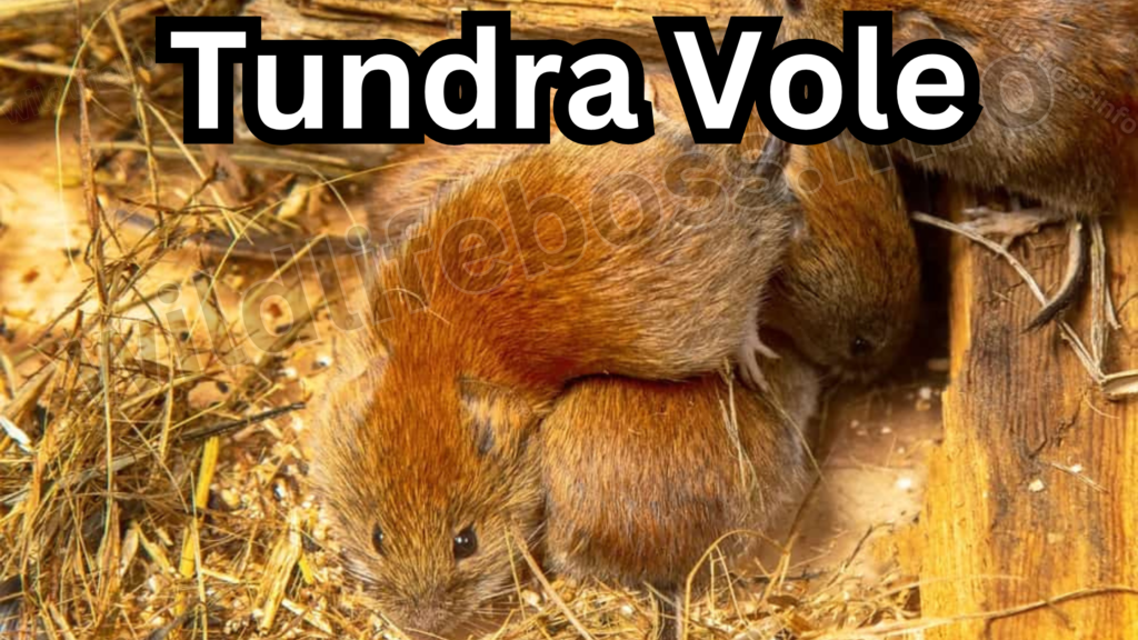 Tundra Vole are similar to the animals like moles