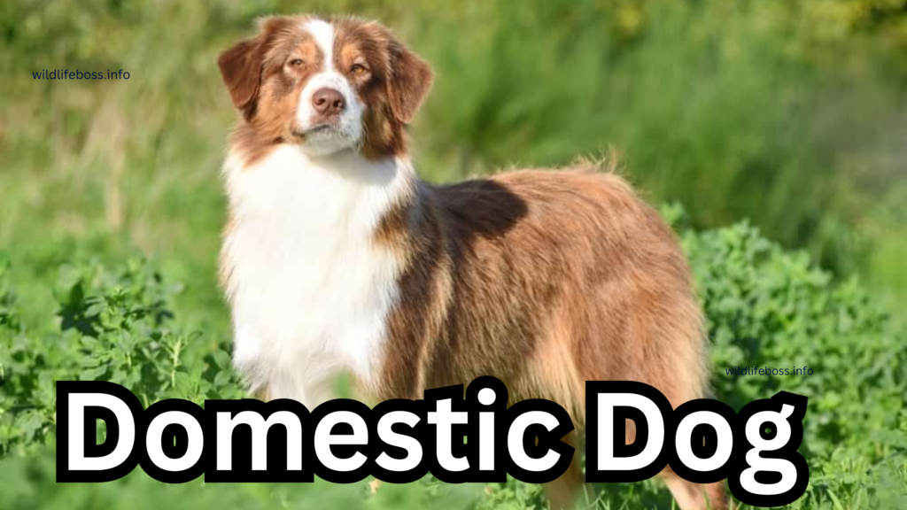 Domestic Dog 