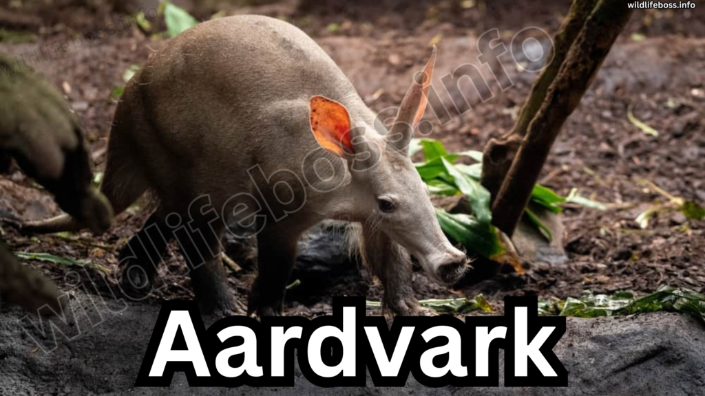 Aardvark