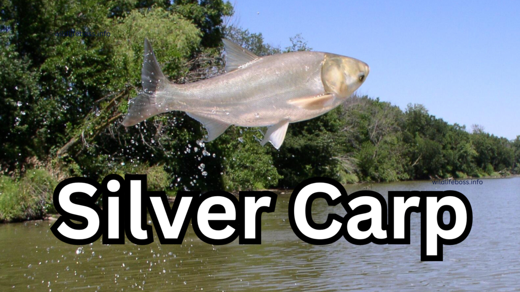 Silver Carp