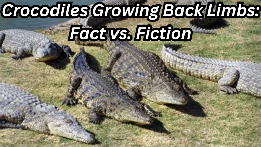 Crocodiles Growing Back Limbs: Fact vs. Fiction