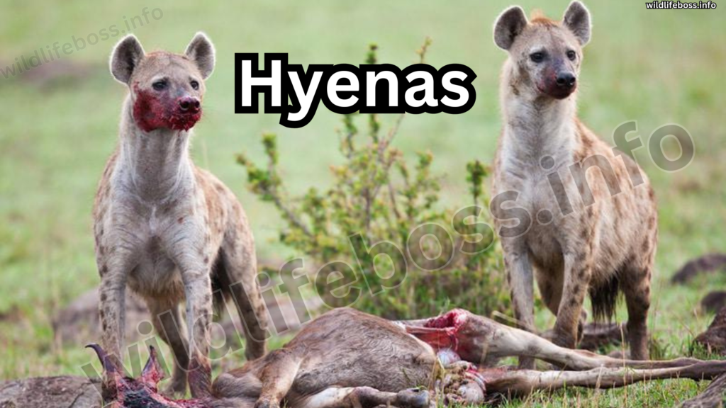 Hyenas