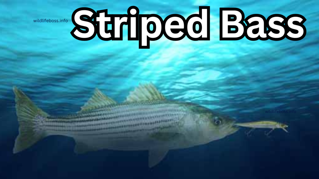 Striped Bass