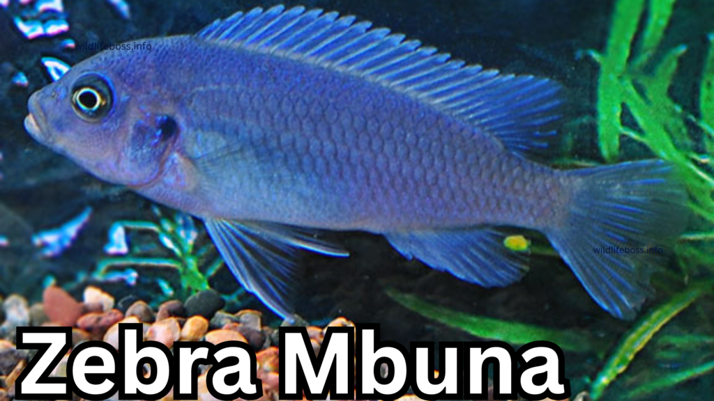 Zebra Mbuna is similar to tilapia