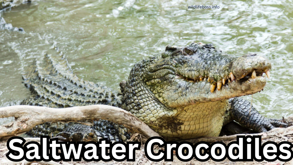 Saltwater Crocodiles