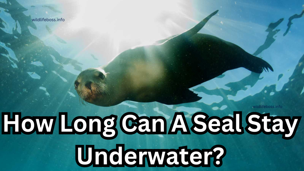 How Long Can A Seal Stay Underwater?