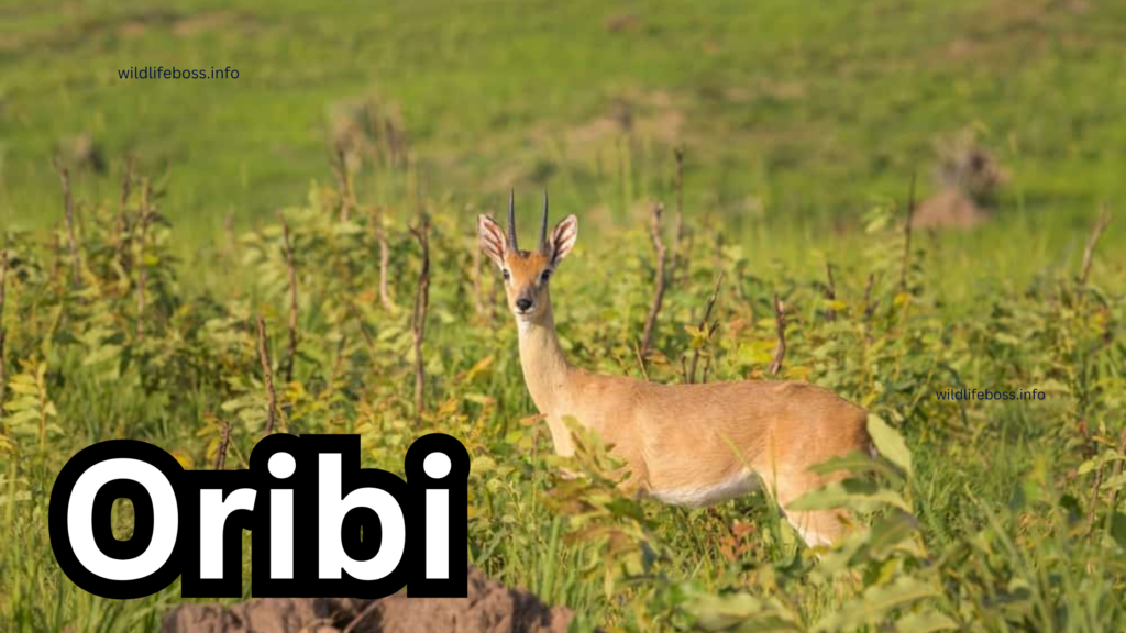 Oribi