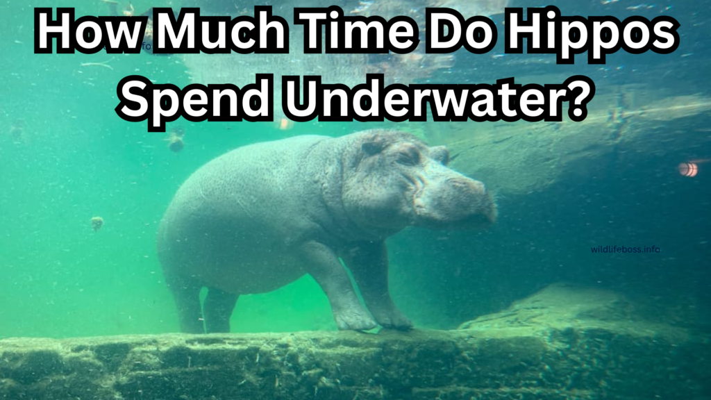 How Much Time Do Hippos Spend Underwater?