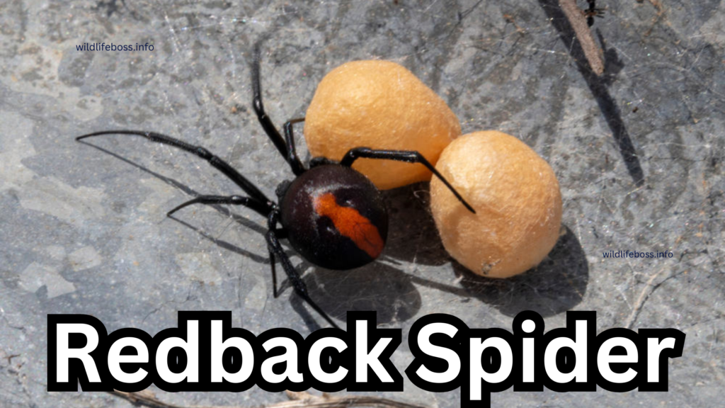 Redback Spider