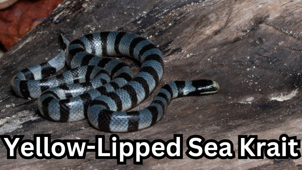 Yellow-Lipped Sea Krait