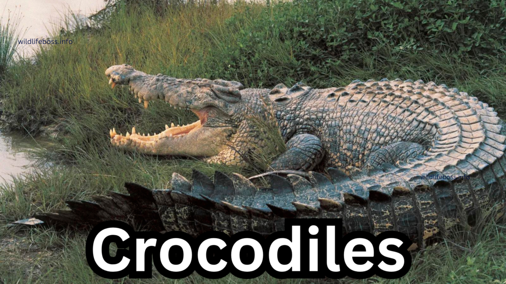 Crocodiles