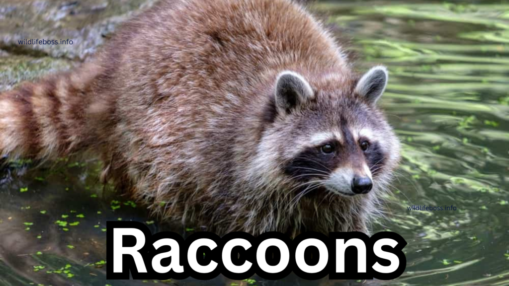 Raccoons