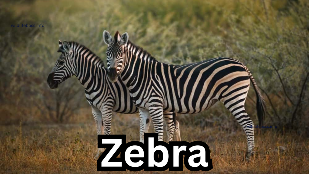 Zebra