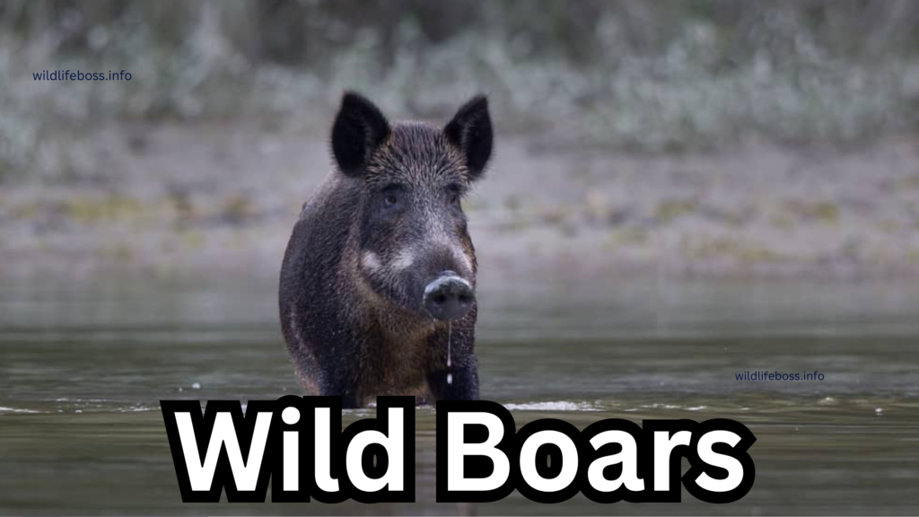 Wild Boars