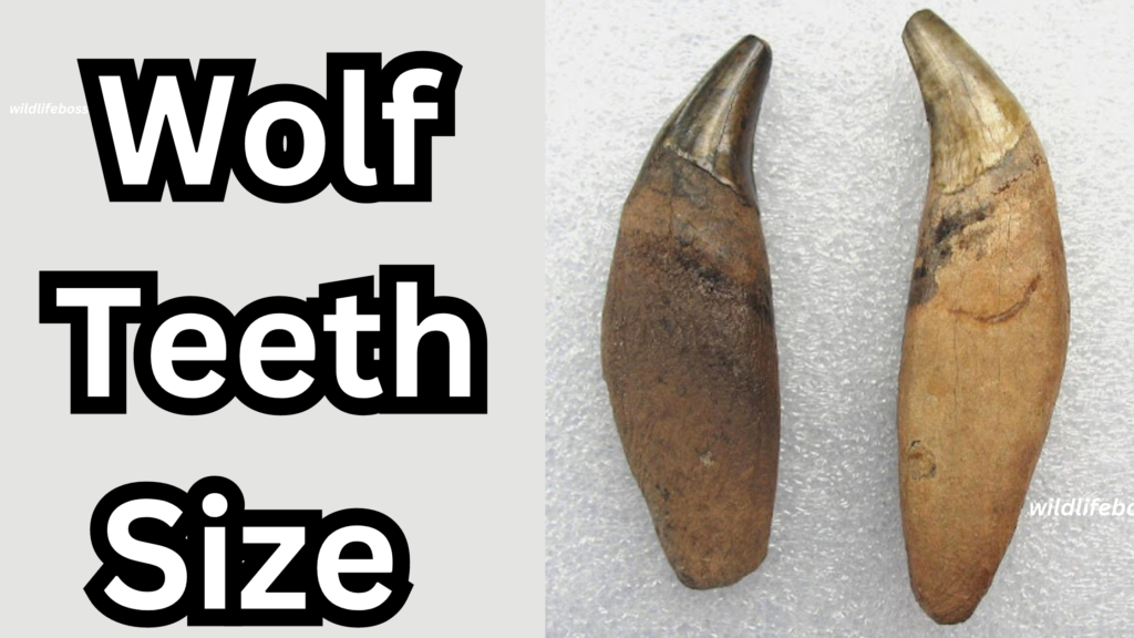 Wolf Teeth Size