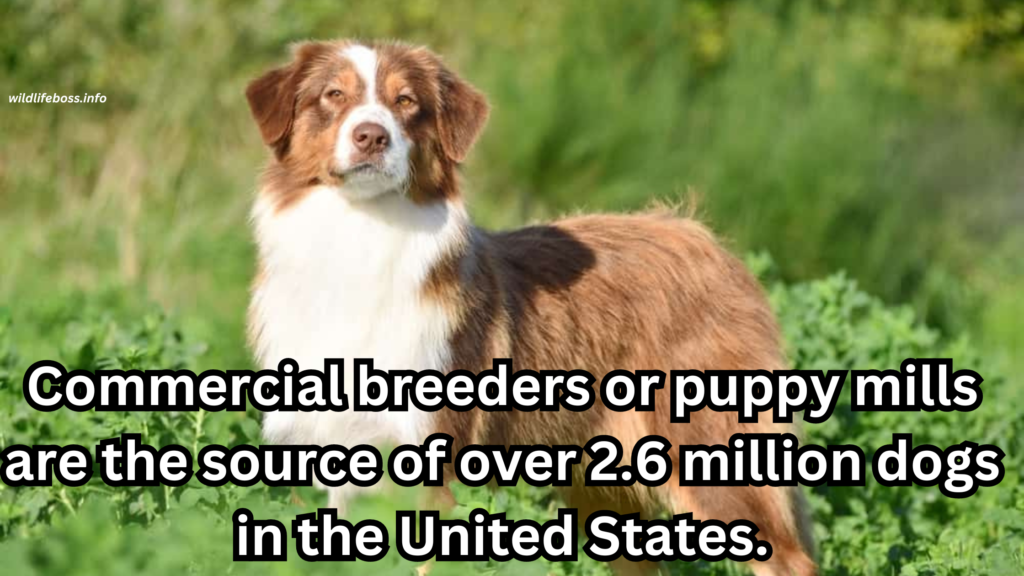 Commercial breeders or puppy mills are the source of over 2.6 million dogs in the United States.