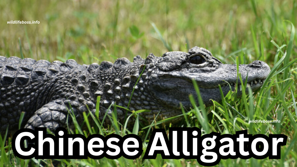 Chinese Alligators have tongues