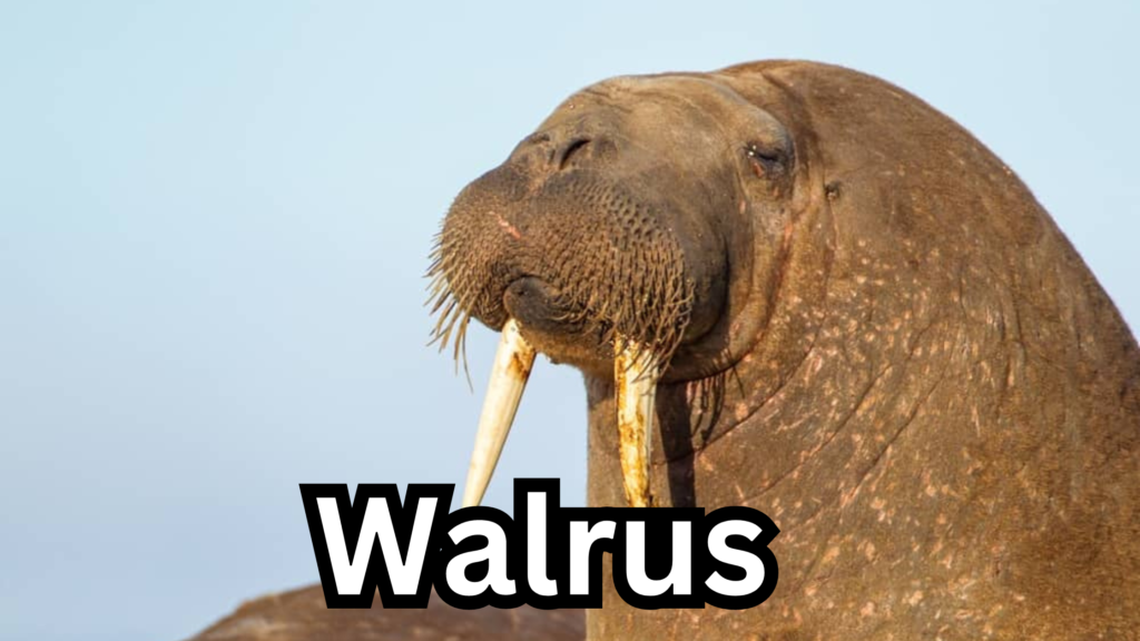 Walrus