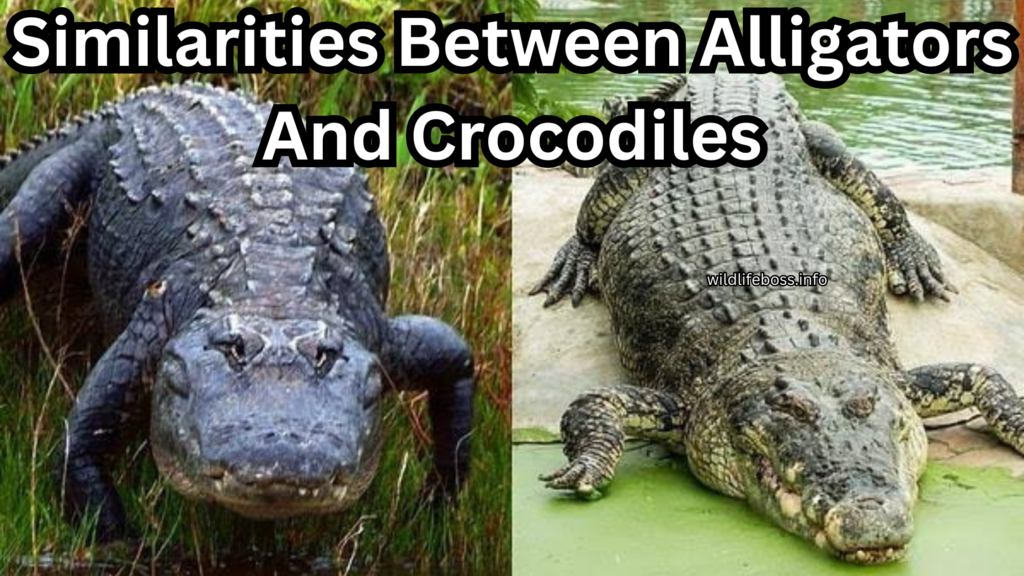 Similarities Between Alligators And Crocodiles