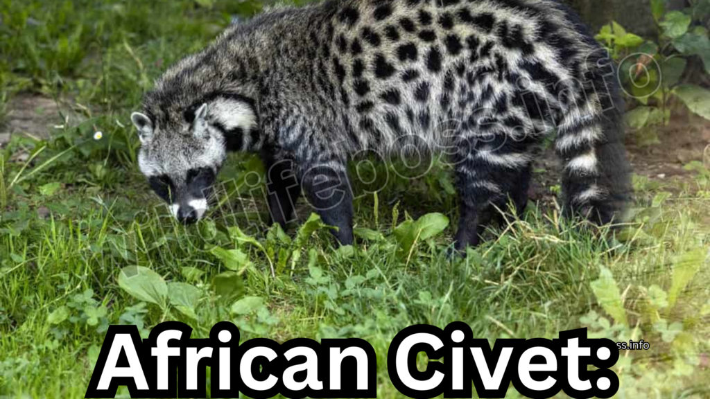 African Civet: