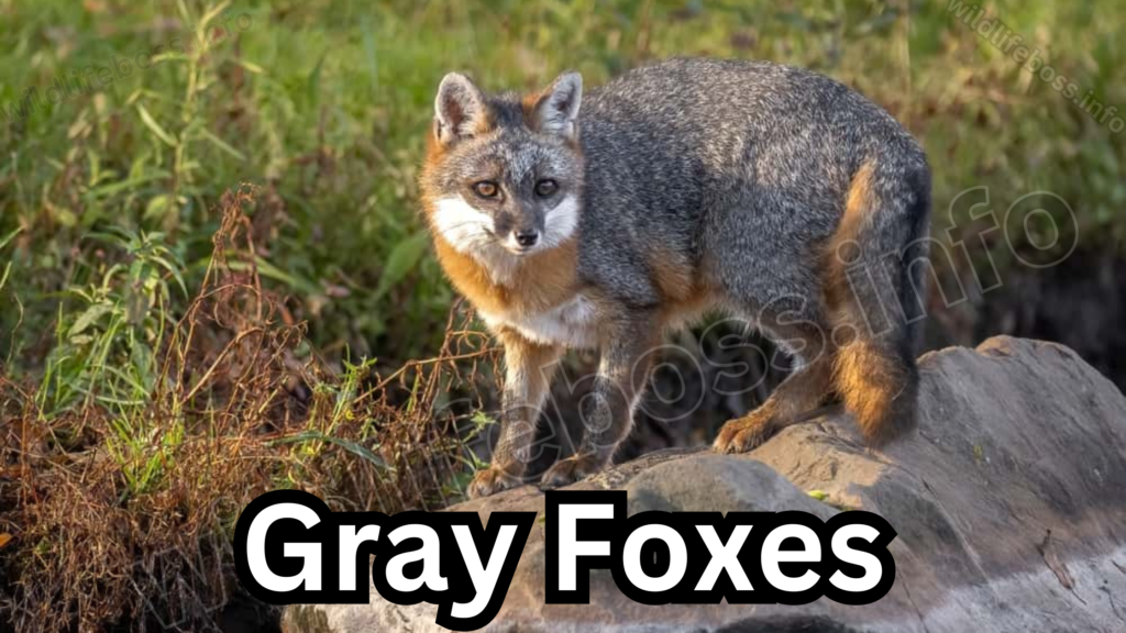 Gray Foxes