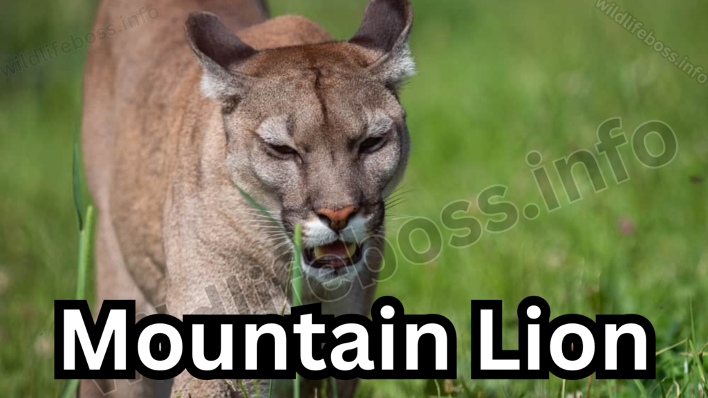 Mountain Lion