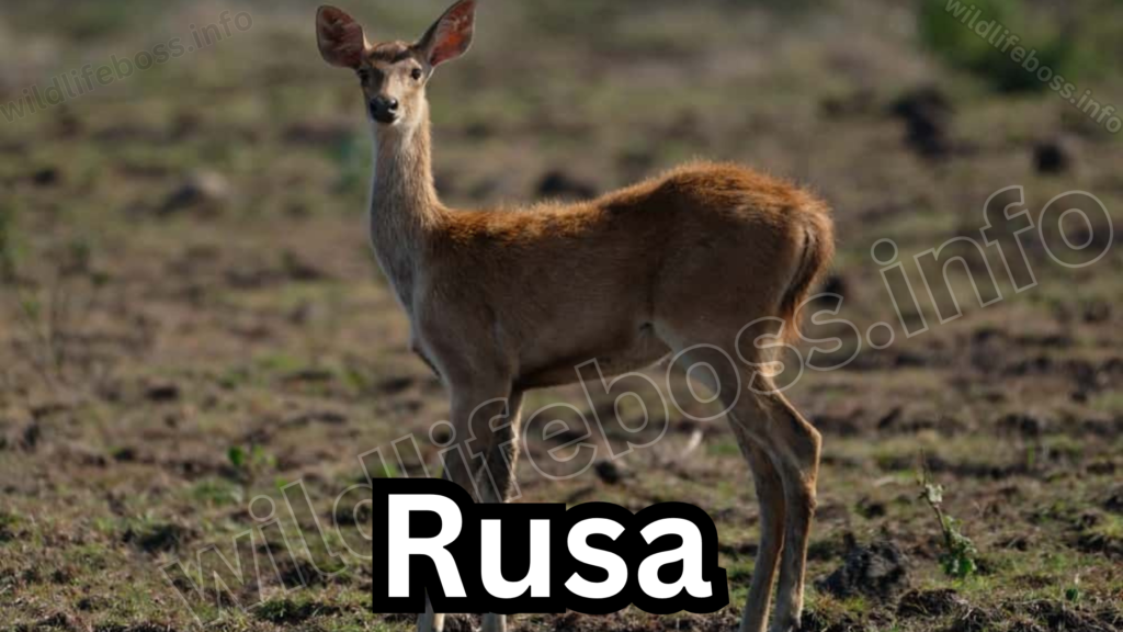 Rusa