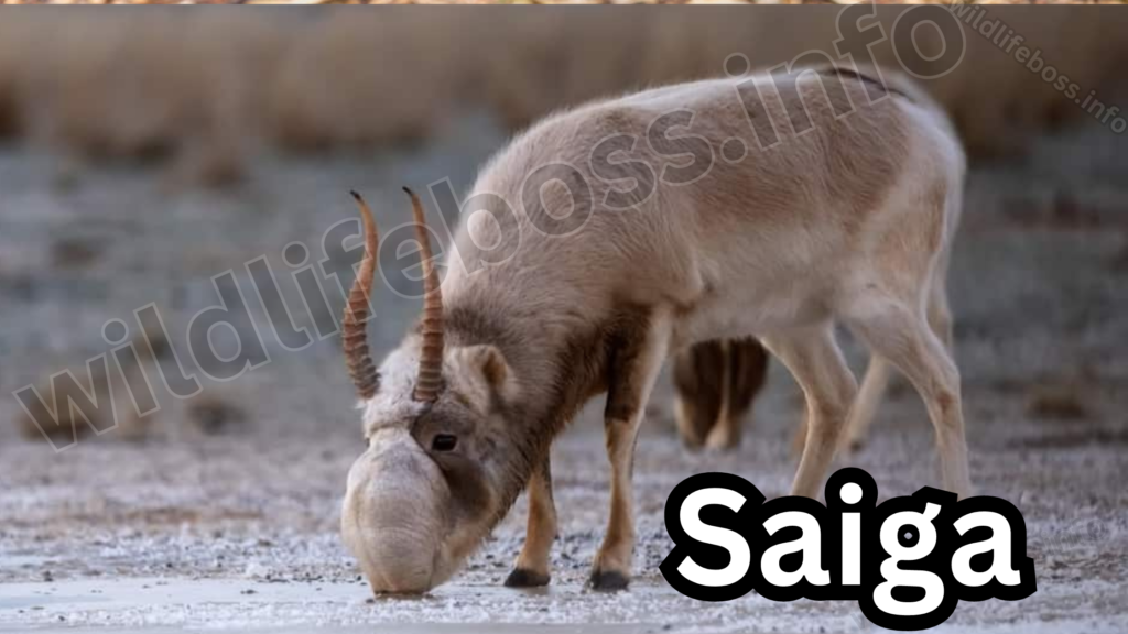 Saiga 