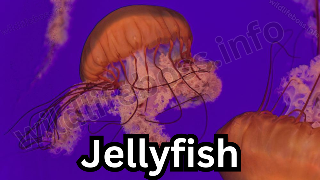 Jellyfish