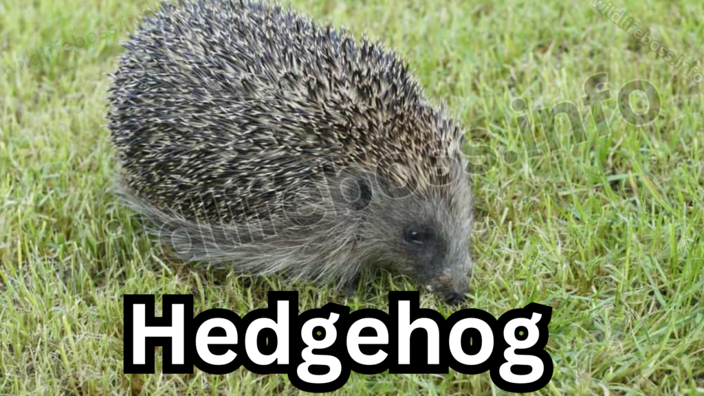 Hedgehog