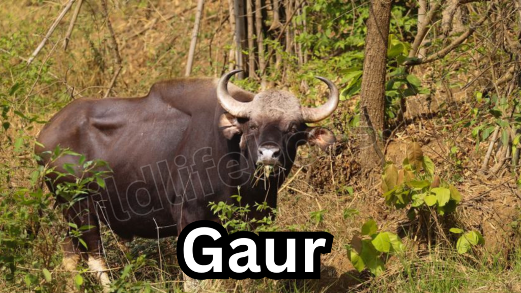 Gaur 