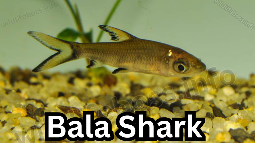 Bala Shark is similar with herring