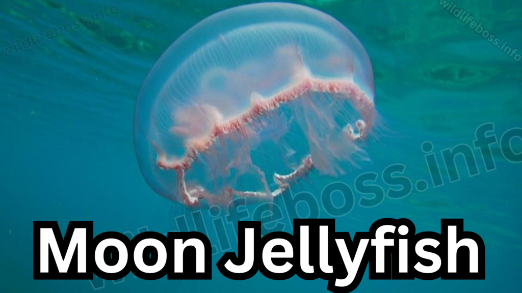 Moon Jellyfish