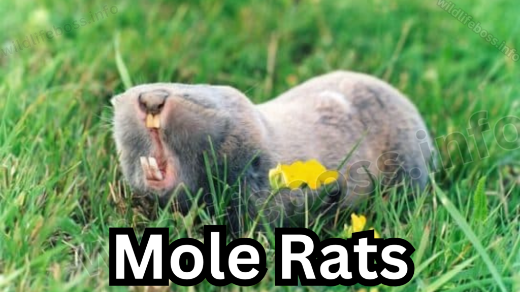 Mole Rats that similar to the animals like gophers