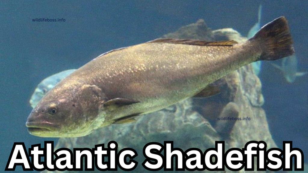 Atlantic Shadefish