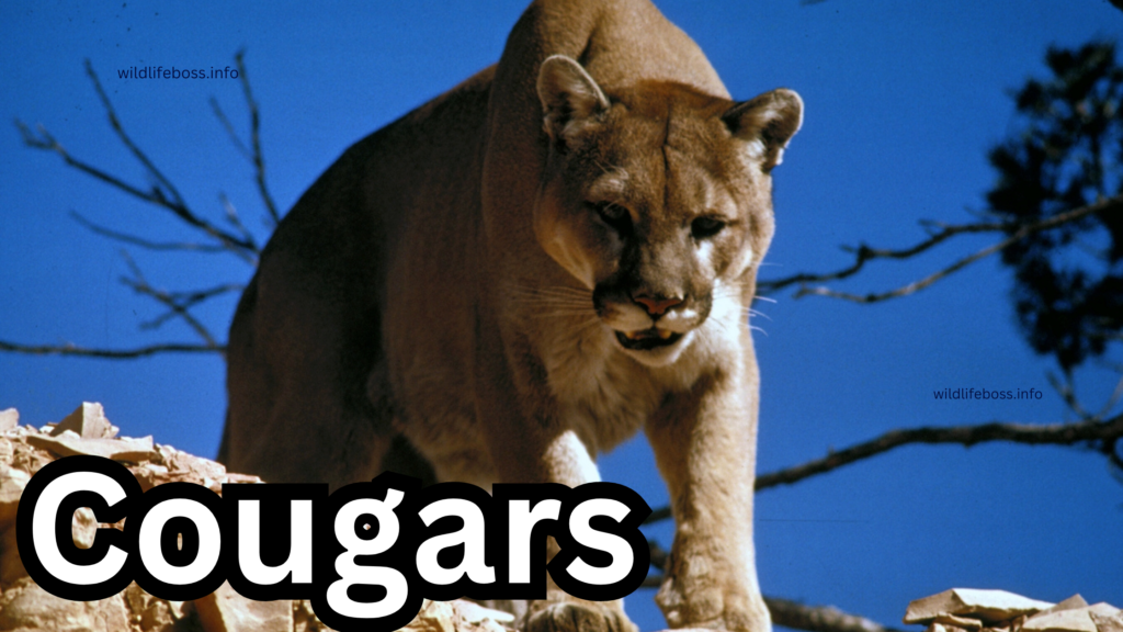 Cougars