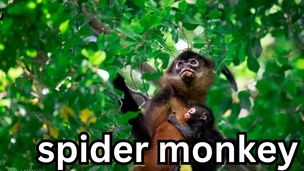 spider monkey