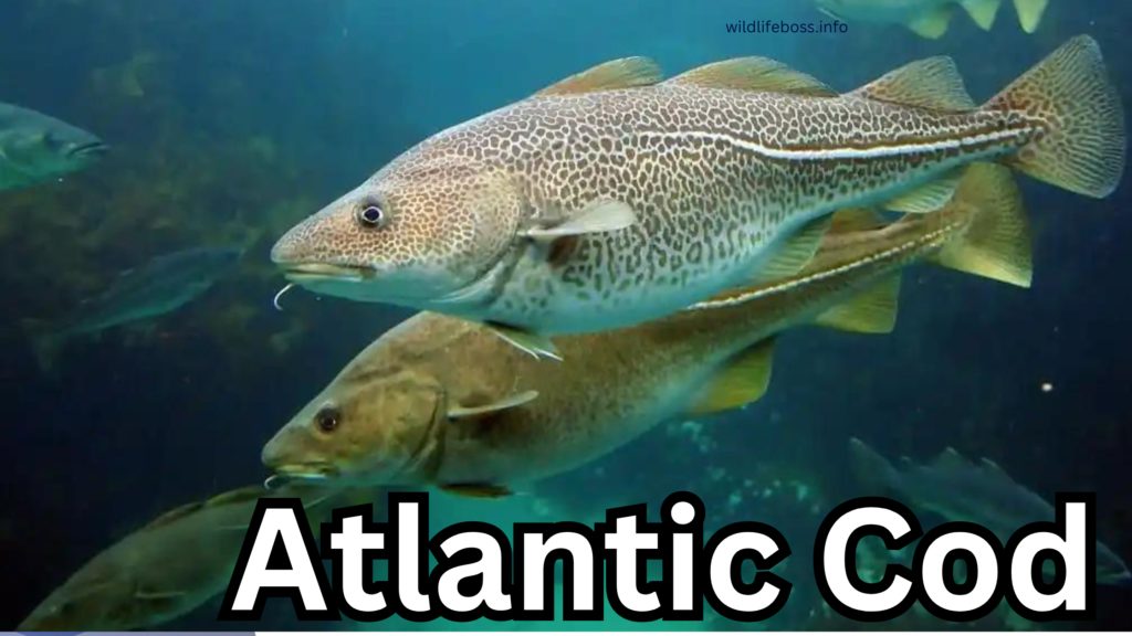 Atlantic Cod