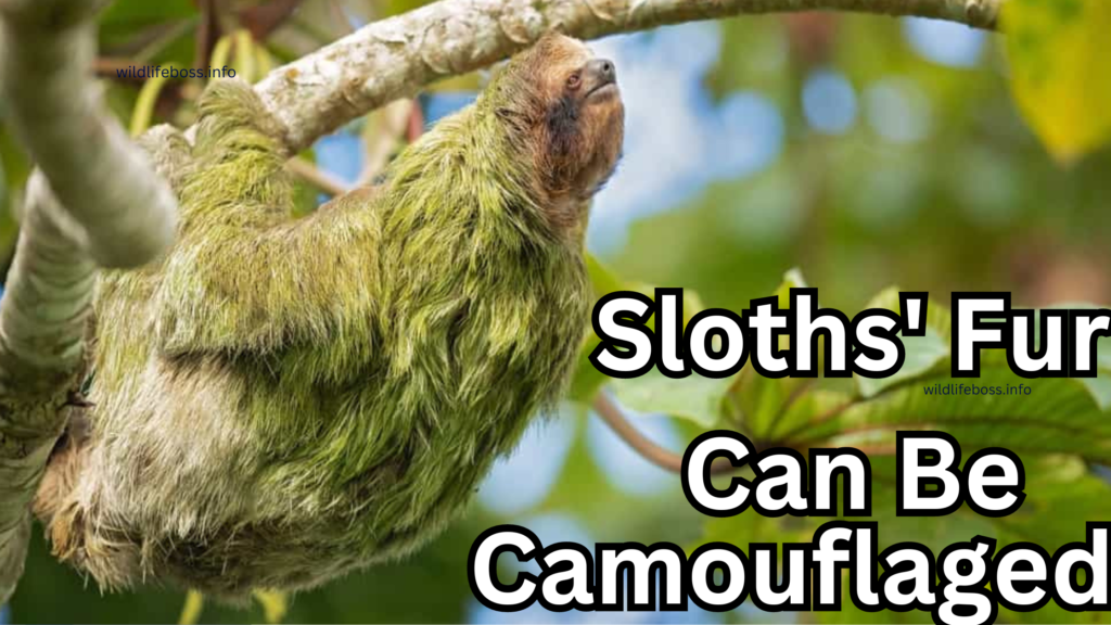 Sloths' Fur Can Be Camouflaged: