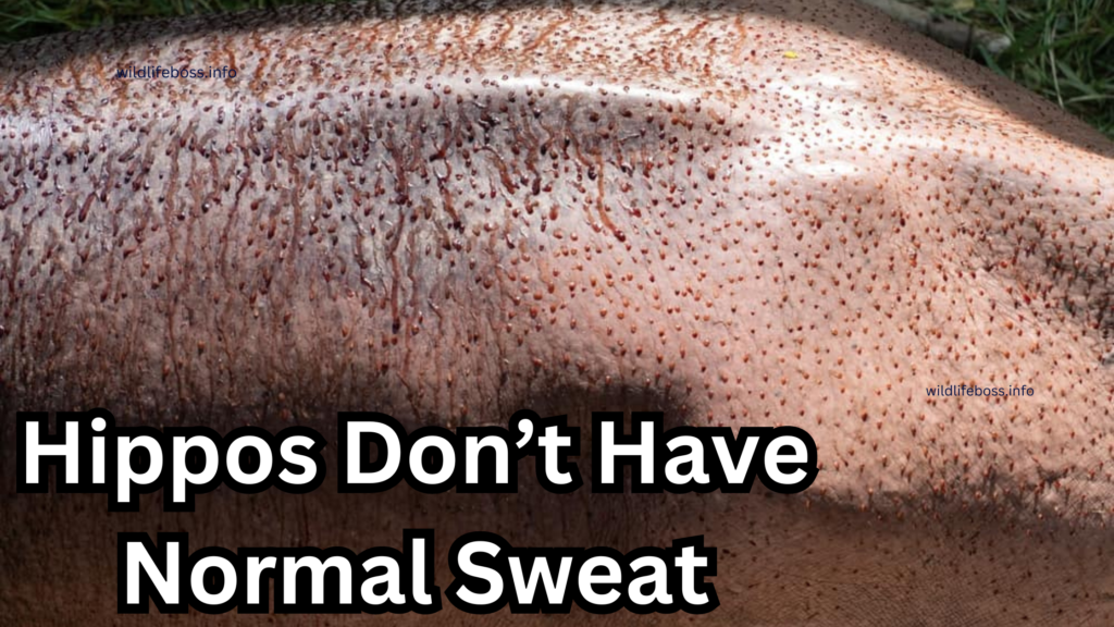 Hippos Don’t Have Normal Sweat: