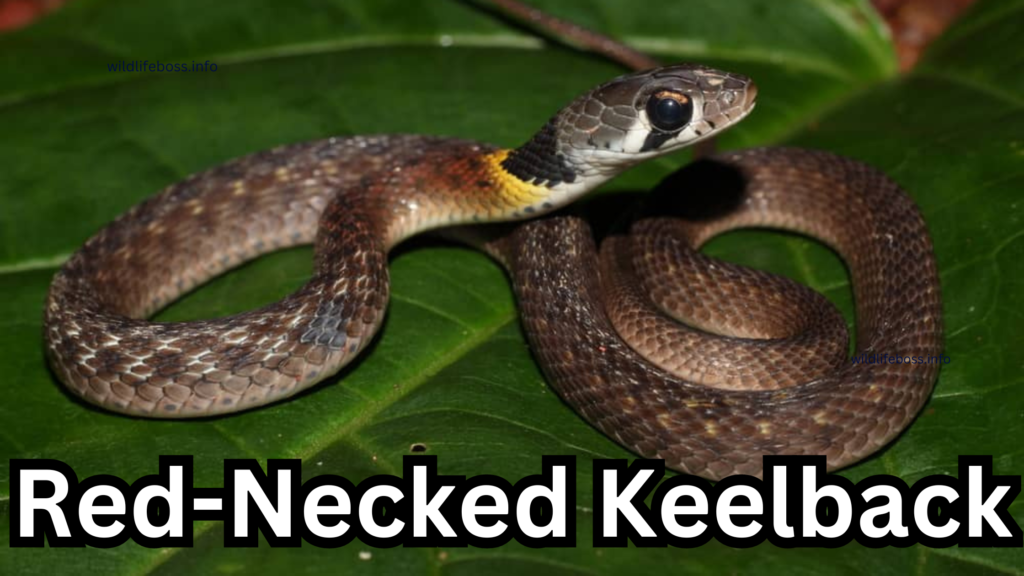 Red-Necked Keelback is the most dangerous animals in bali